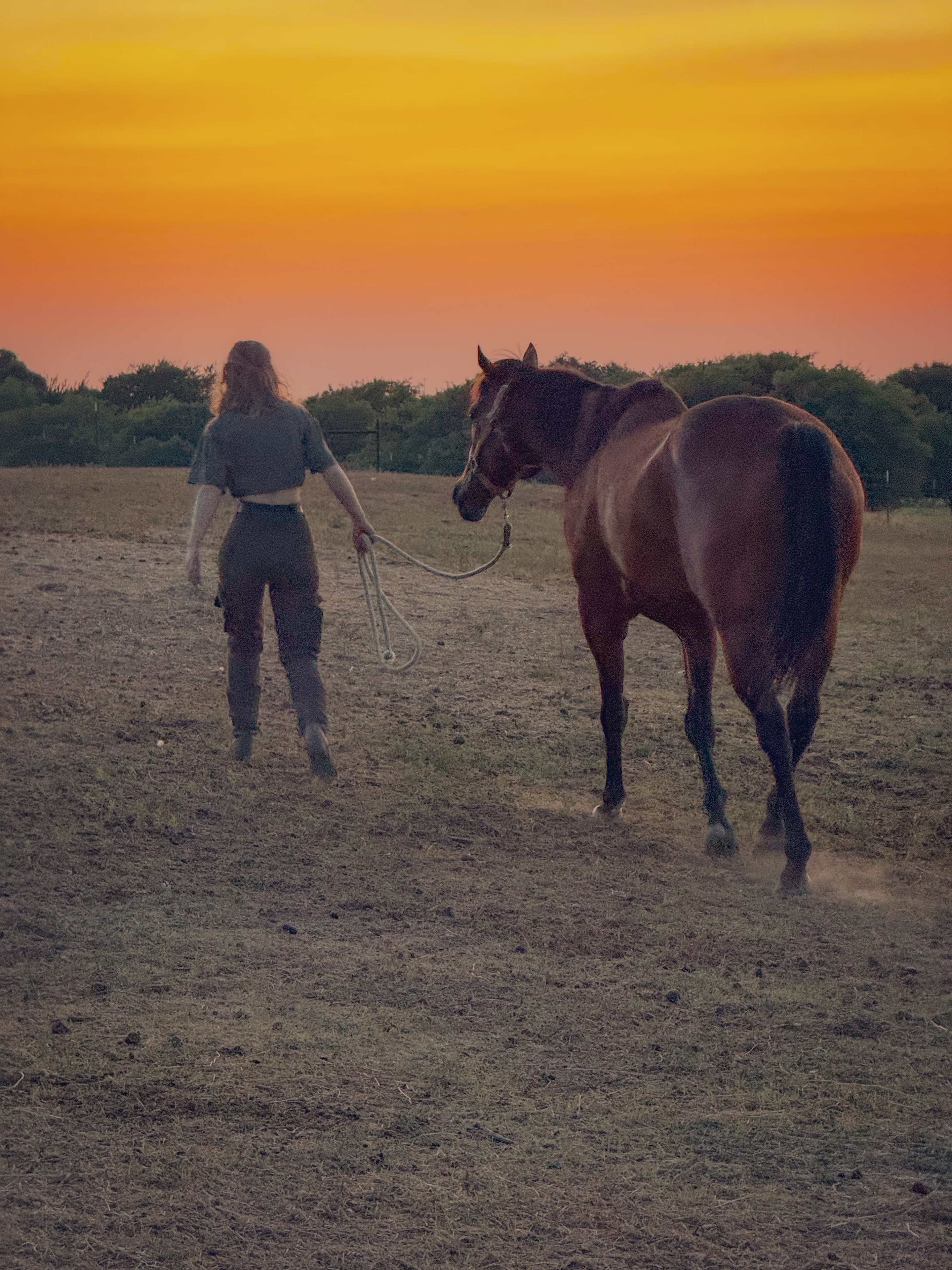 Rescued horse in rehabilitation care