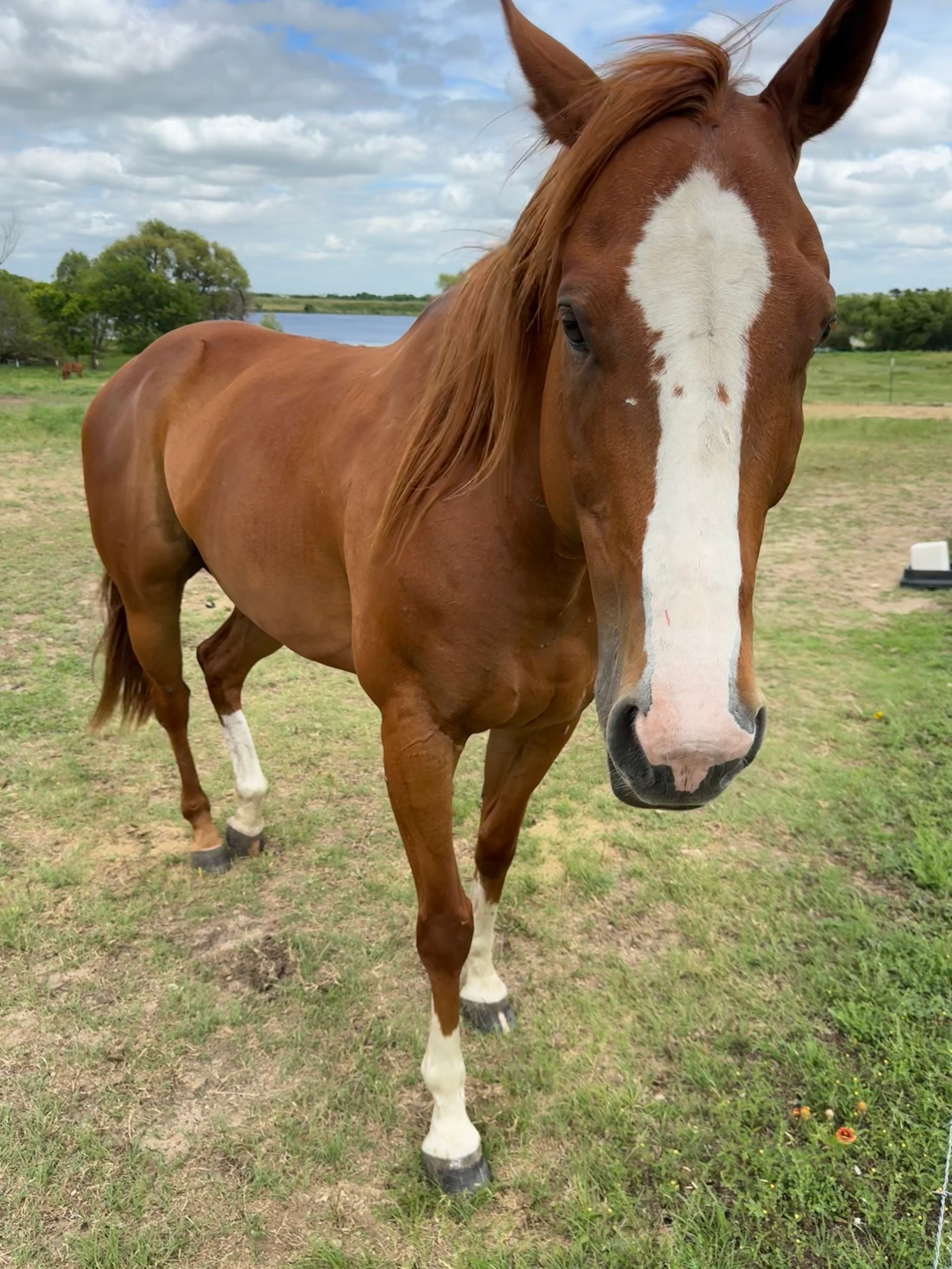 Horse at Wild Willow Redemption Ranch