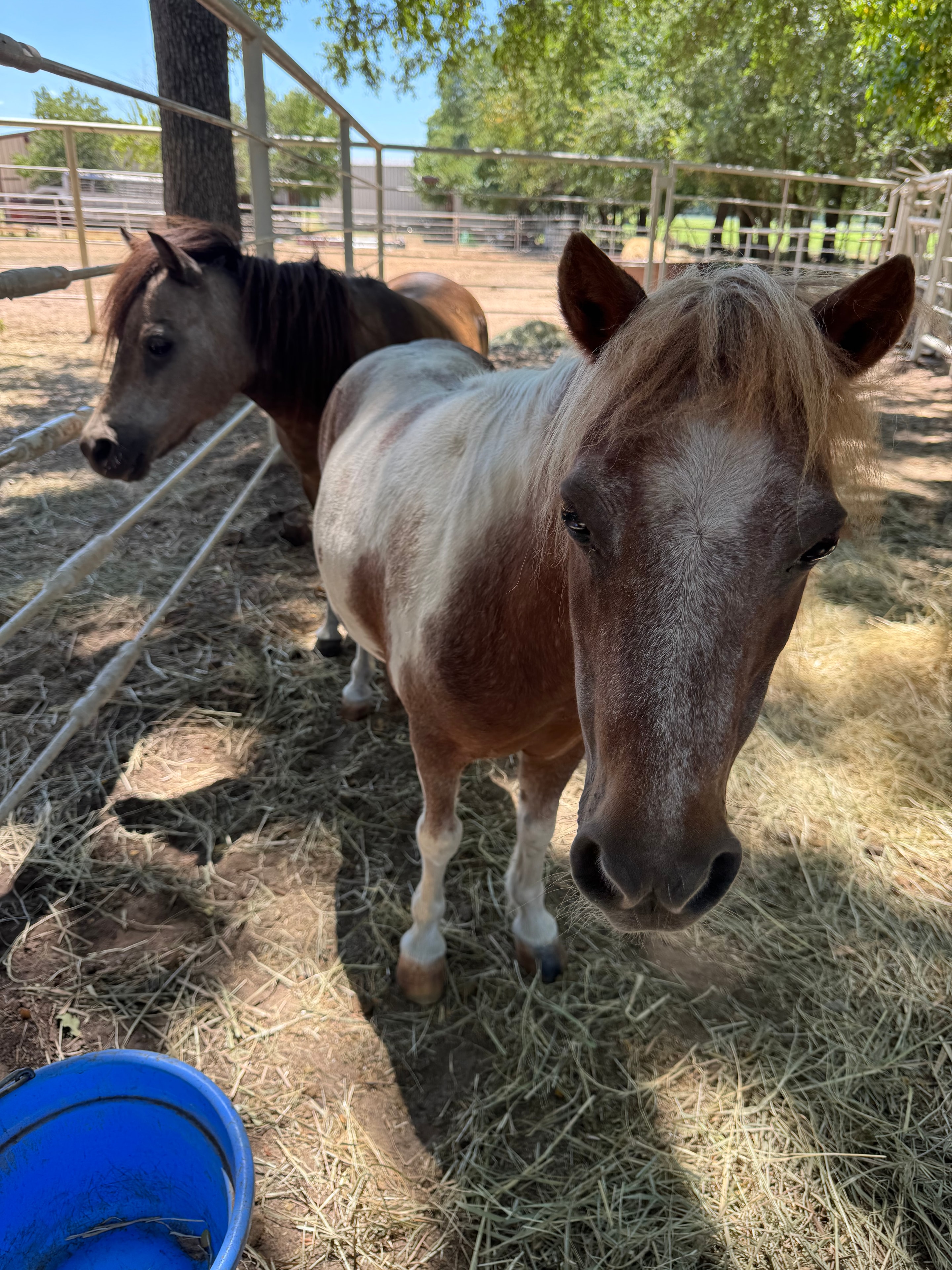 Horses grazing on open ranch land