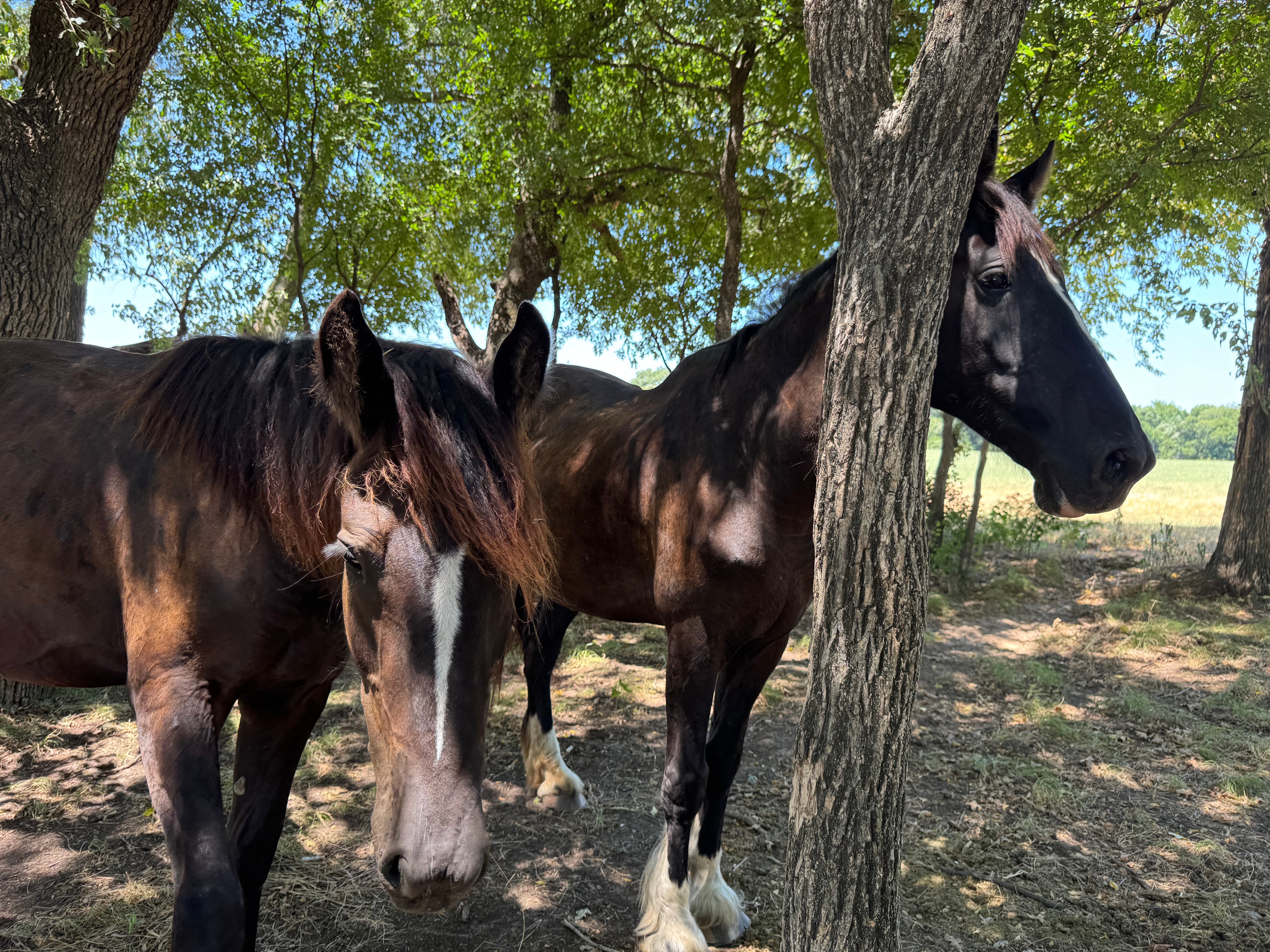 Horse at Wild Willow Redemption Ranch