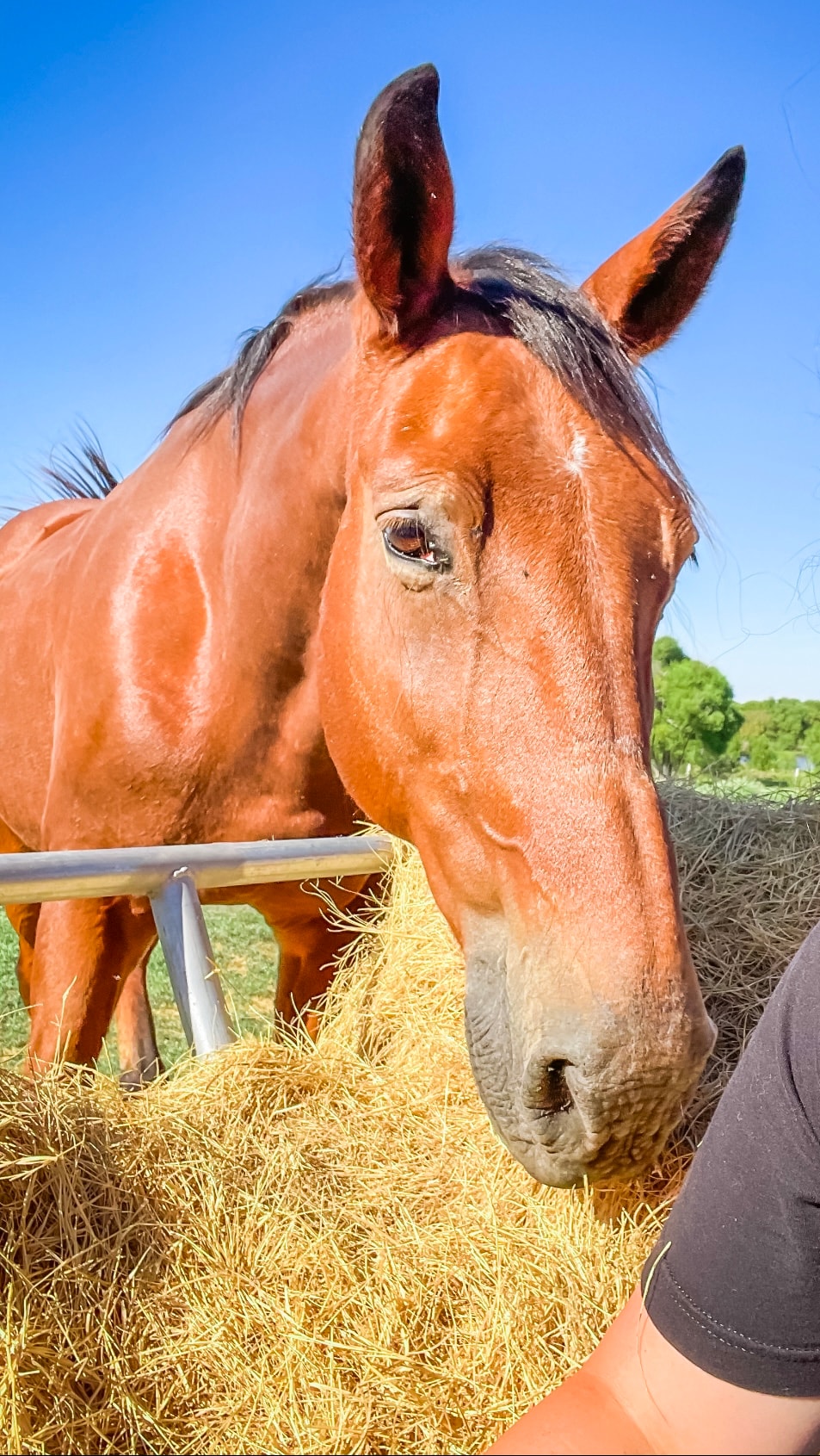 Horse at Wild Willow Redemption Ranch