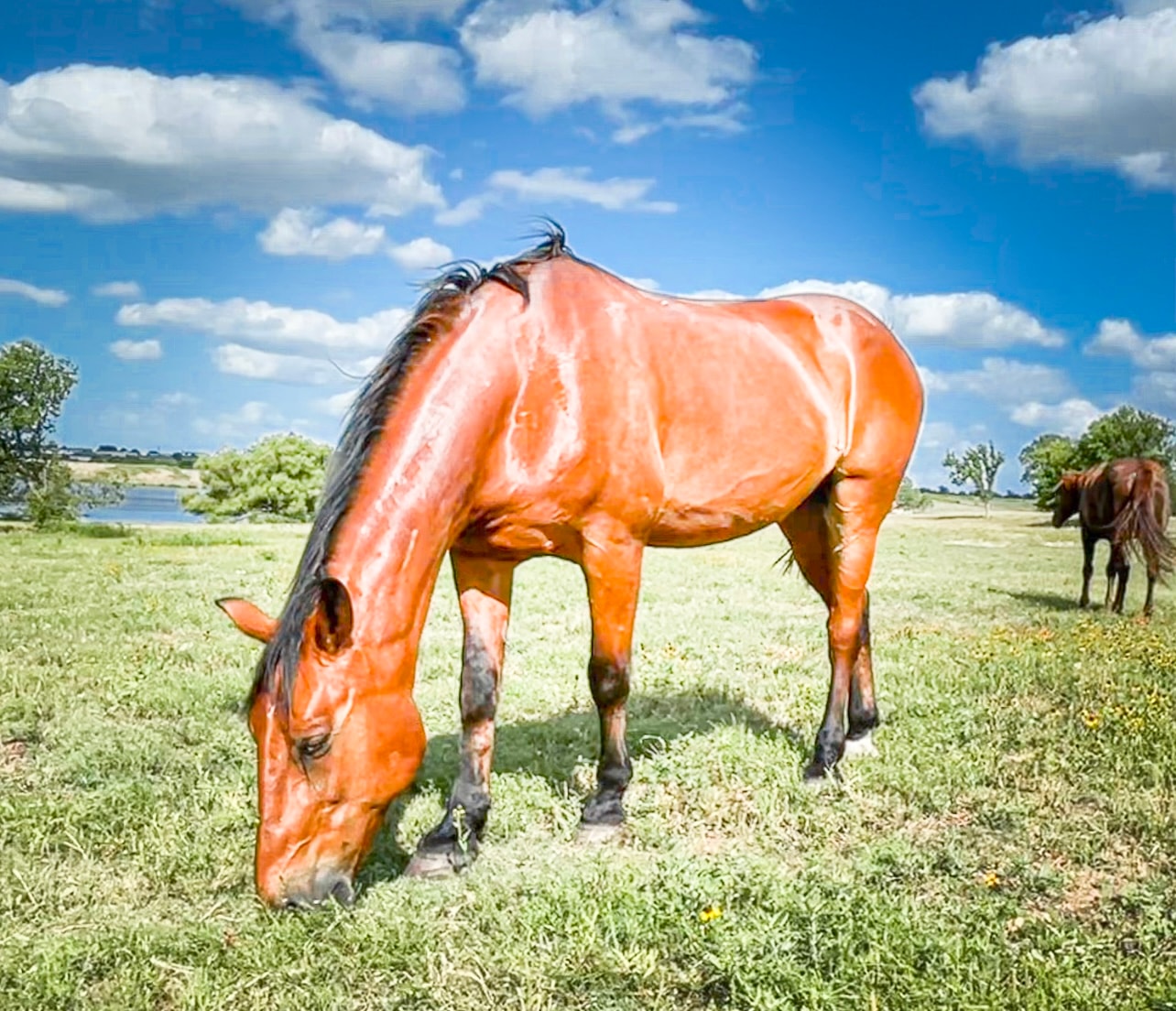 Big Bo — rescued horse