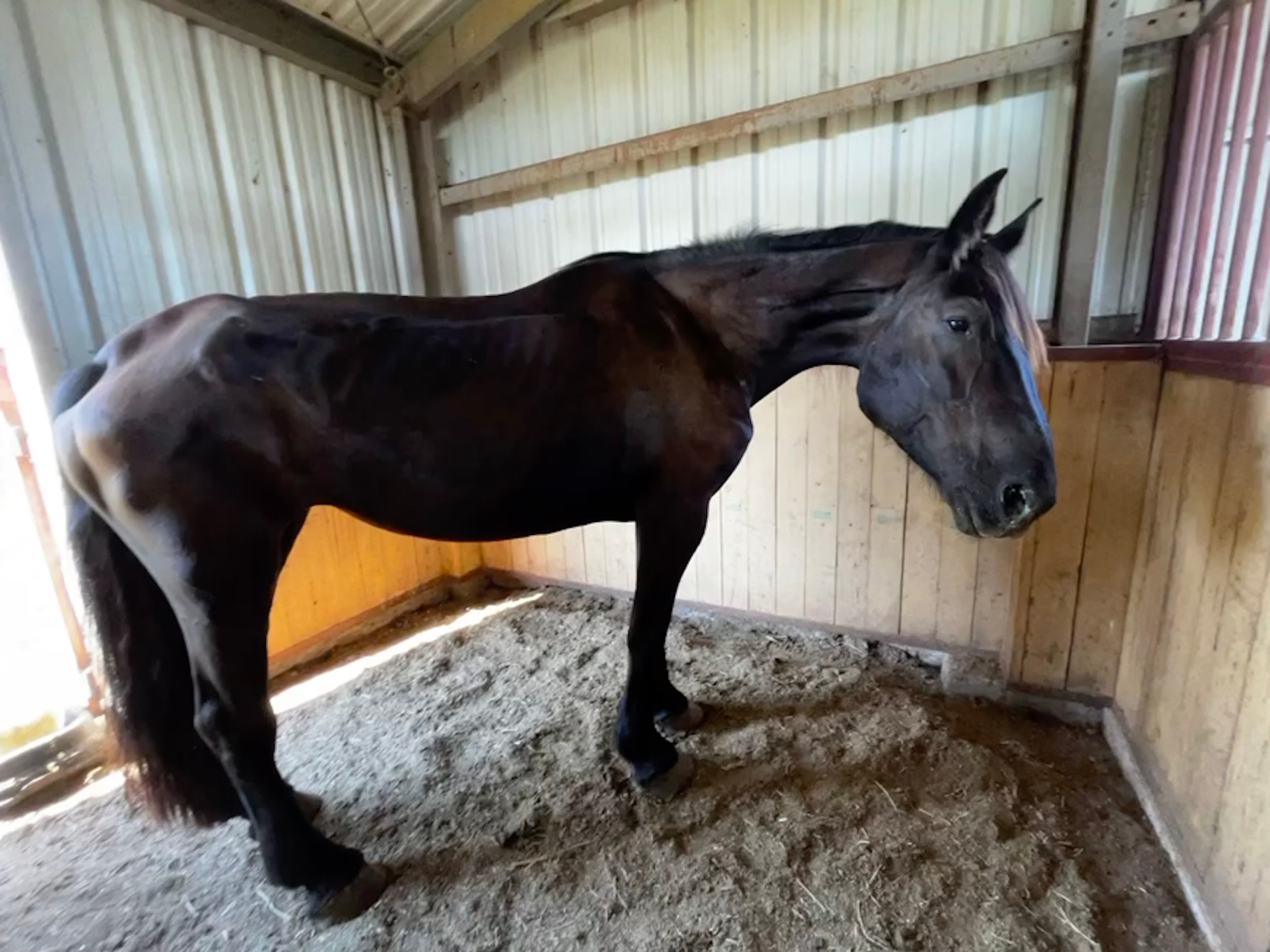 Duchess — rescued horse
