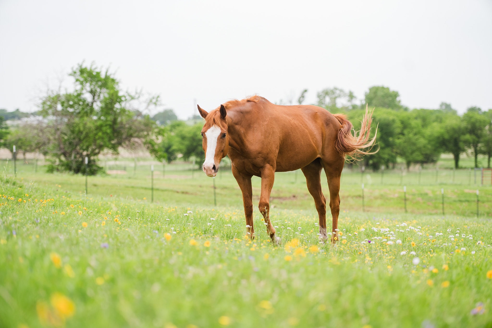 Gus Gus — rescued horse