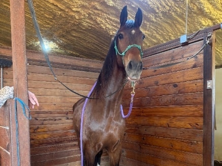 Mud Sock — rescued horse