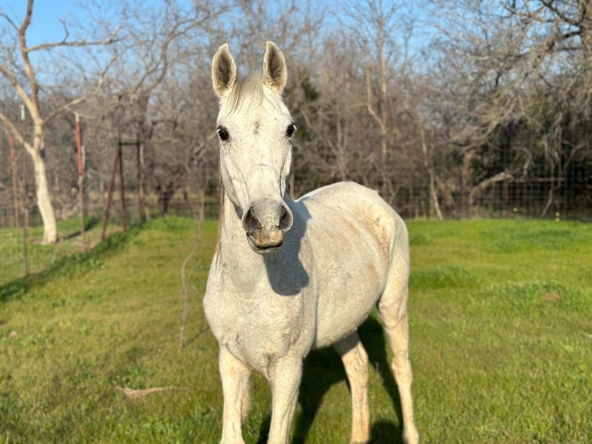 Phoenix — rescued horse