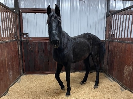 Raven — rescued horse