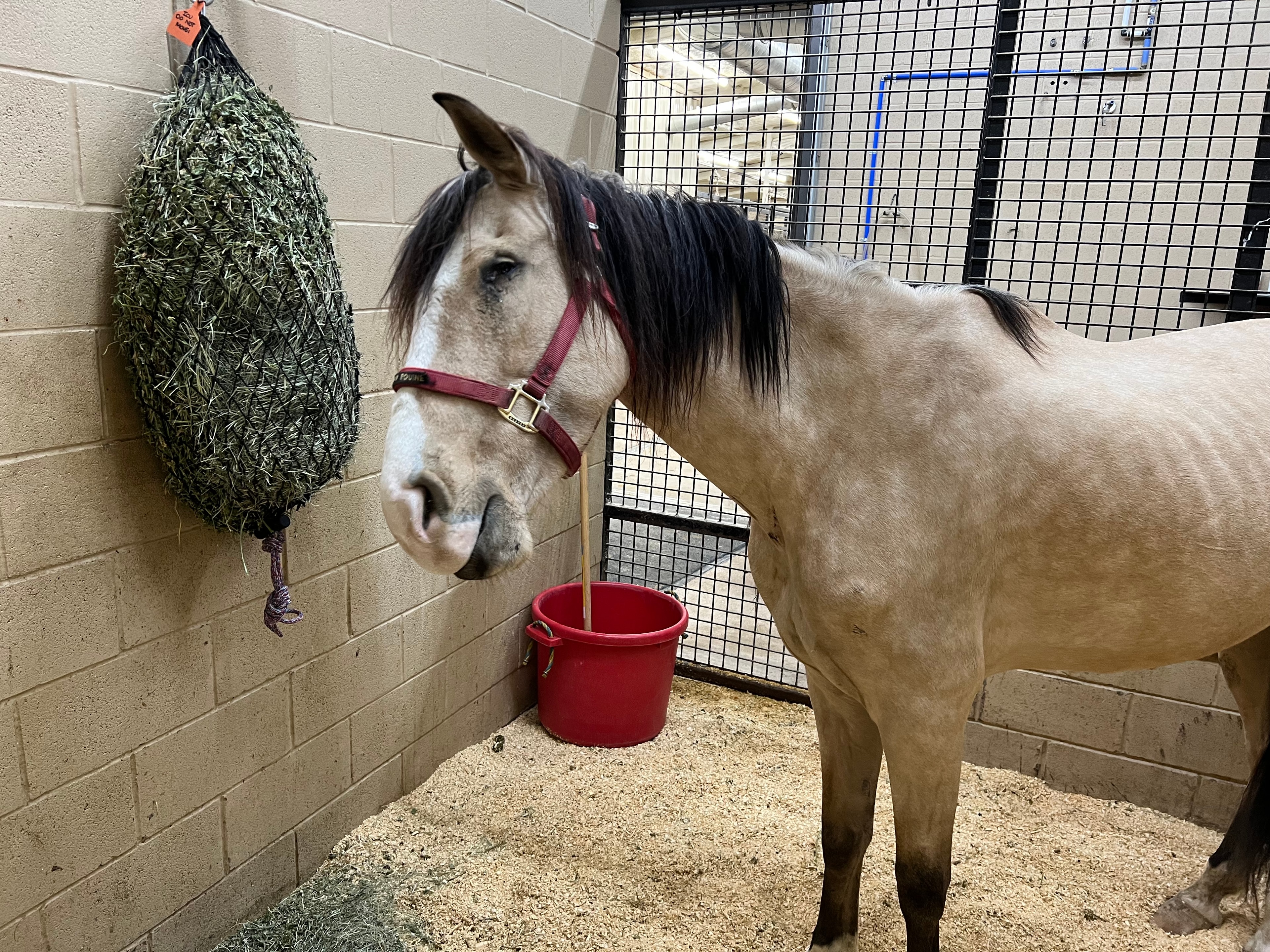 Sally — rescued horse