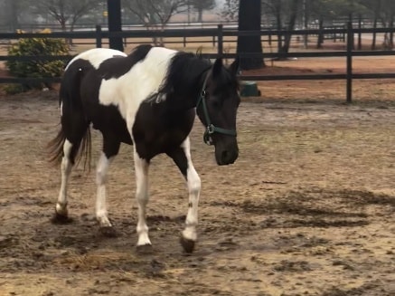 Shadow — rescued horse