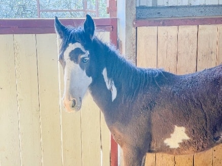 Sparrow — rescued horse
