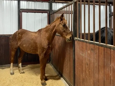 Whiskey — rescued horse
