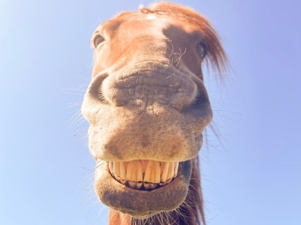 Woody — rescued horse